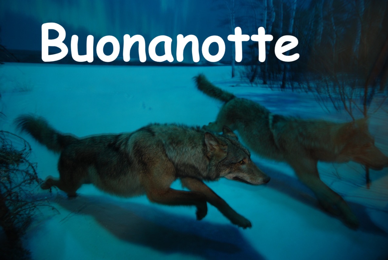  due  lupi corrono in un paesaggio illuminato da aura boreale